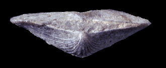 Resserella fertilis